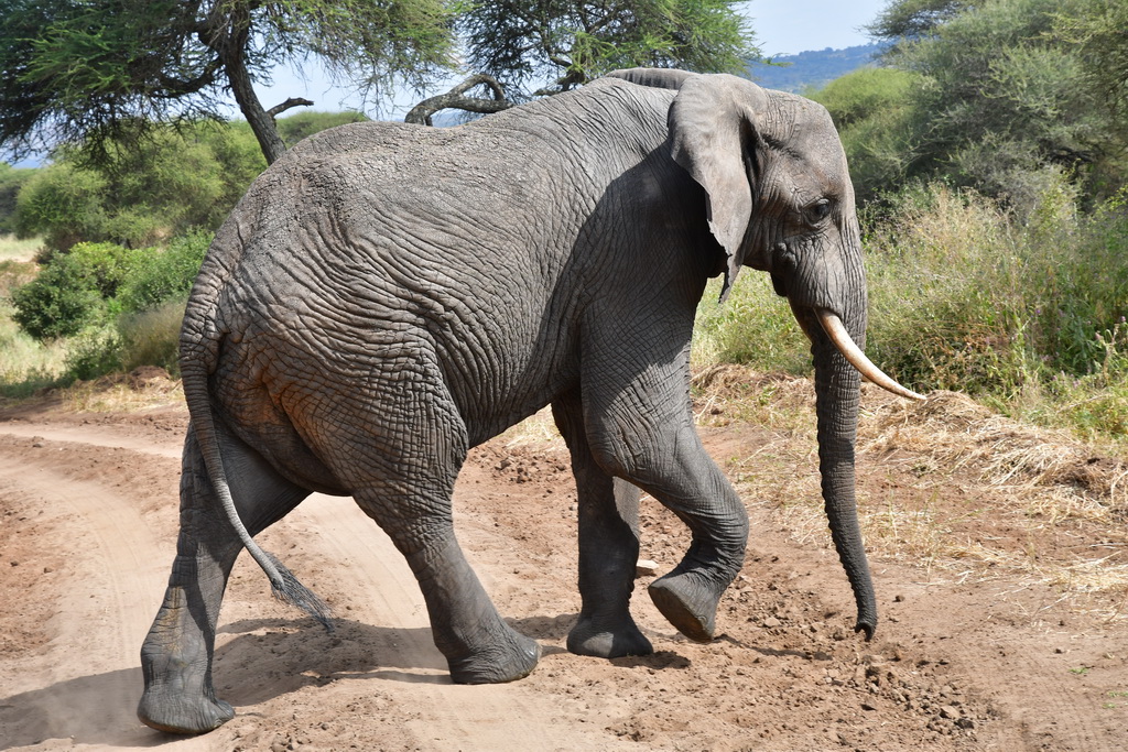 Tarangire NP